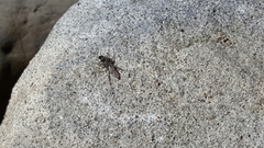 Lasiopogon