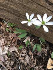 Jeffersonia diphylla