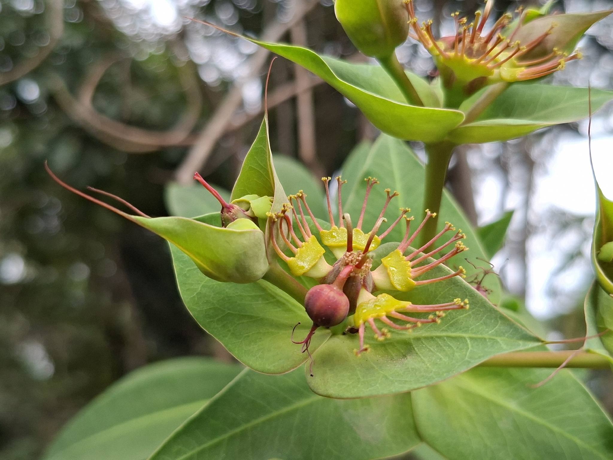 Euphorbia friesiorum