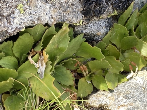 Primula hirsuta, photograph 6