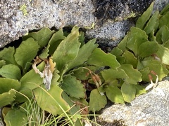 Primula hirsuta, photograph (c) Antoine MARNAT, some rights reserved (CC BY)