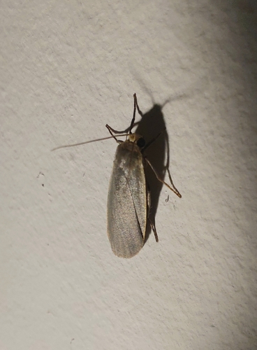 Dingy Footman
