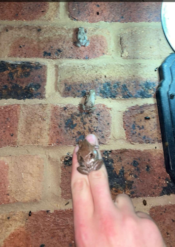 Desert Tree Frog