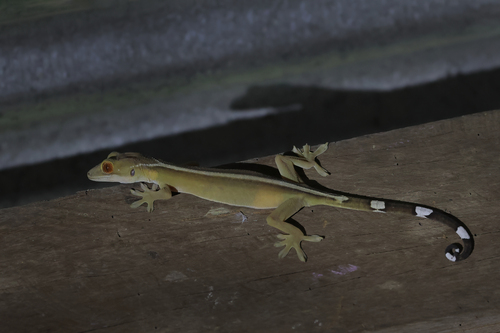 Gekko vittatus observed 2026-07-30