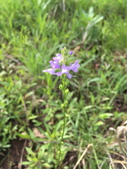 Nuttallanthus texanus