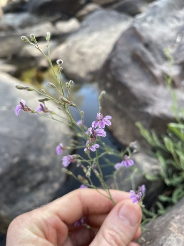 Goodenia purpurascens, 2026-08-03