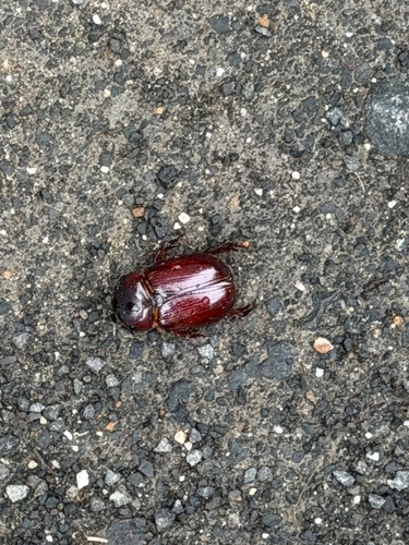 Cheiroplatys bifossus