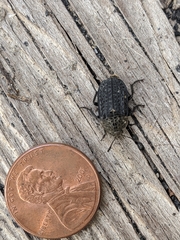 Thanatophilus lapponicus