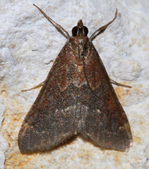 Pyrausta atropurpuralis