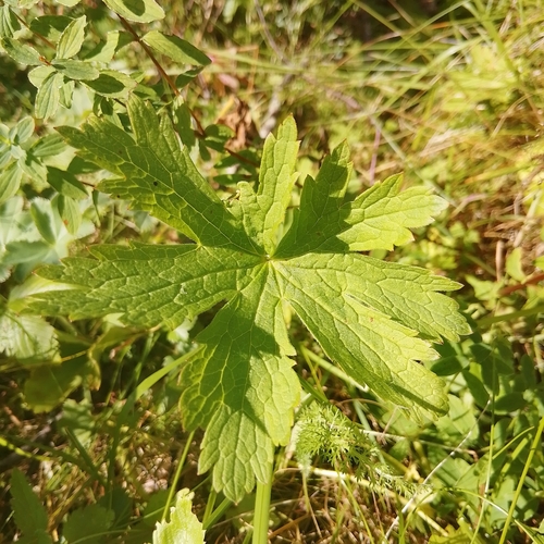 wood crane's-bill