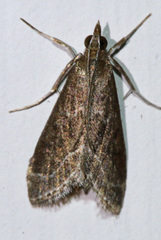 Pyrausta napaealis
