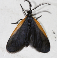 Pyromorpha caelebs