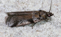 Quasisalebria admixta