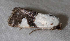Sympistis toddi