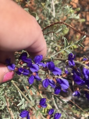 Psorothamnus arborescens