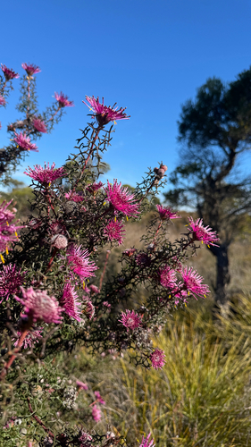 Isopogon formosus, photograph 2