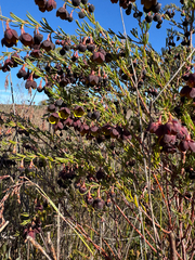 Boronia megastigma, photograph (c) Tyler Anthony, some rights reserved (CC BY)