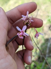 Epidendrum calanthum