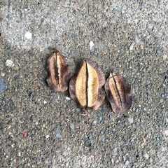 Jacaranda caucana