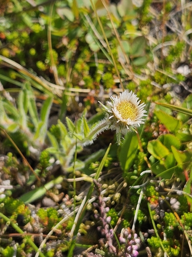 Erigeron borealis, photograph 1