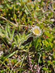 Erigeron borealis