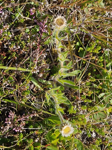 Erigeron borealis, photograph 2