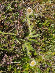 Erigeron borealis, photograph (c) Karl Palsson, some rights reserved (CC BY)