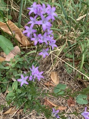 Campanula rapunculus, photograph author not stated, no rights reserved
