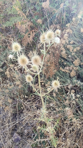 Sardinian teasel