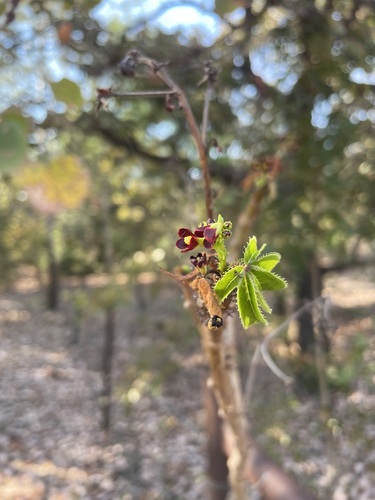 Bellyache Bush