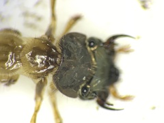 Ellipsoptera marginata