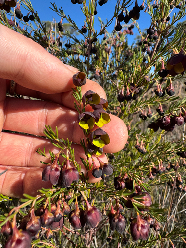 Boronia megastigma