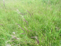 Hordeum brevisubulatum, photograph author not stated, no rights reserved