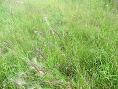 Hordeum brevisubulatum