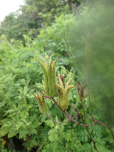Aquilegia oxysepala observed 2026-07-10