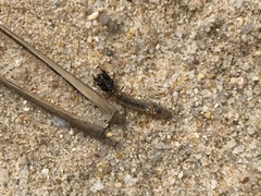 Ellipsoptera marginata