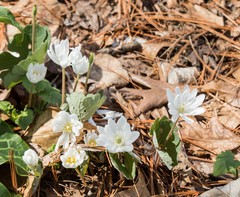 Sanguinaria canadensis