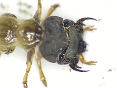 Ellipsoptera marginata