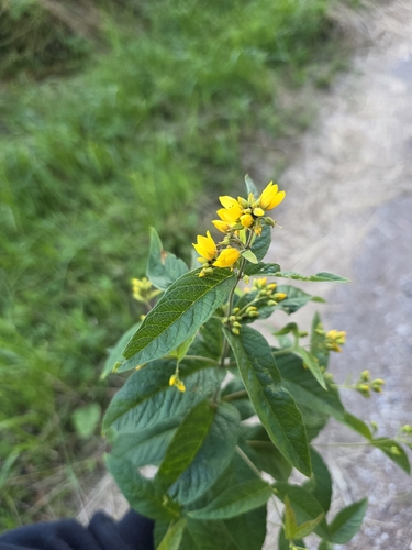 Yellow Loosestrife