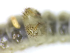 Ellipsoptera marginata