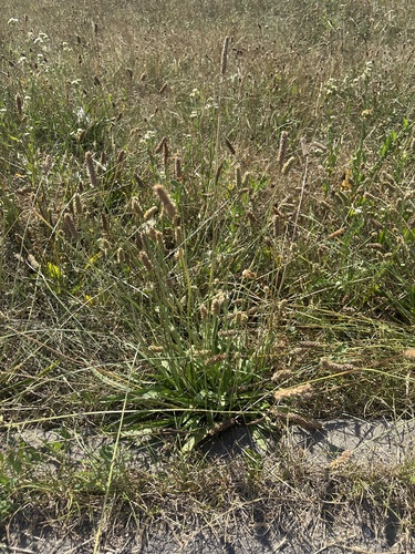 ribwort plantain