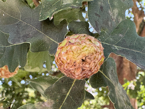 Oak Artichoke Gall Wasp