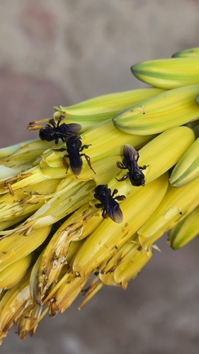 Spiny-legged Stingless bee