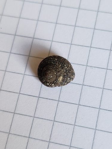 Clanculus corallinus observed 2026-08-03