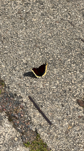 Mourning Cloak