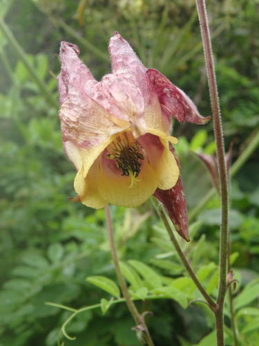 Aquilegia oxysepala observed 2026-07-10