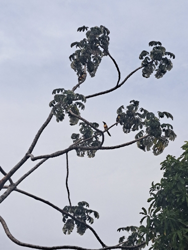 Chestnut-eared Aracari
