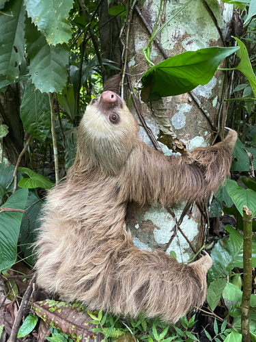 Hoffmann's Two-toed Sloth, photo 5 of 8