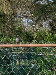 Dumetella carolinensis