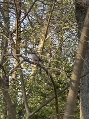 Dumetella carolinensis